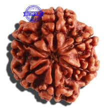 Load image into Gallery viewer, 6 Mukhi Rudraksha from Nepal - Bead No 307
