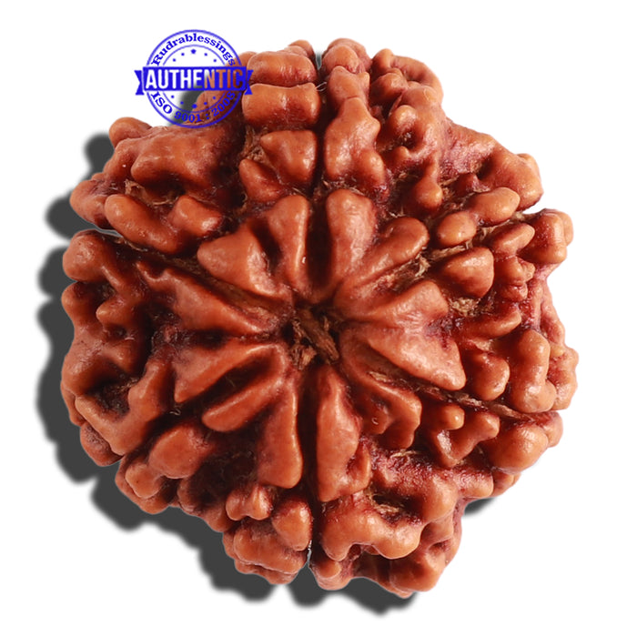6 Mukhi Rudraksha from Nepal - Bead No 307