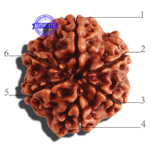 Load image into Gallery viewer, 6 Mukhi Rudraksha from Nepal - Bead No 307
