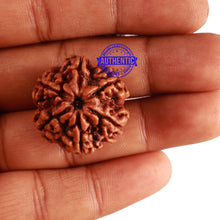 Load image into Gallery viewer, 6 Mukhi Rudraksha from Nepal - Bead No 308
