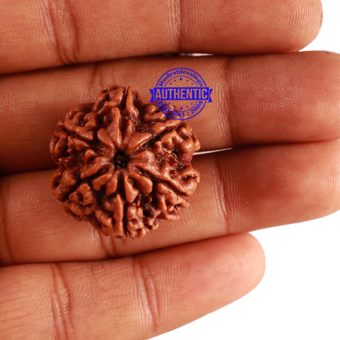 6 Mukhi Rudraksha from Nepal - Bead No 308