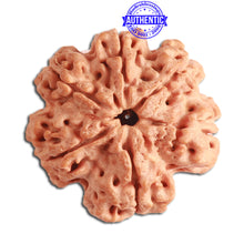Load image into Gallery viewer, 6 Mukhi Rudraksha from Nepal - Bead No. 310
