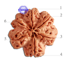 Load image into Gallery viewer, 6 Mukhi Rudraksha from Nepal - Bead No. 310
