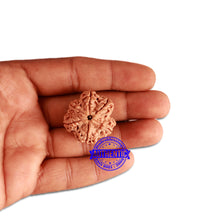 Load image into Gallery viewer, 6 Mukhi Rudraksha from Nepal - Bead No. 311
