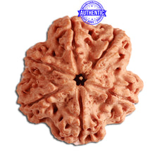 Load image into Gallery viewer, 6 Mukhi Rudraksha from Nepal - Bead No. 311
