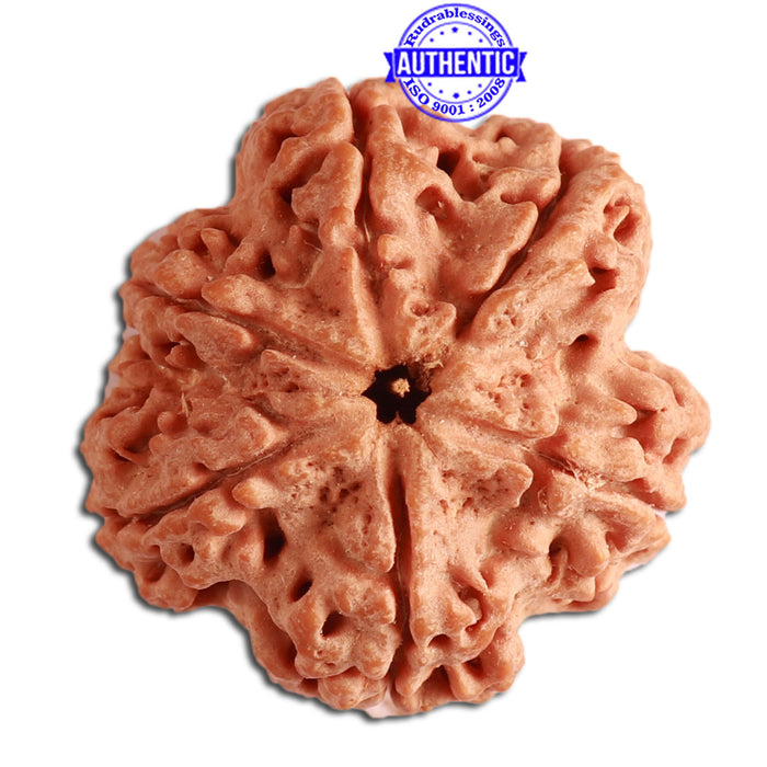 6 Mukhi Rudraksha from Nepal - Bead No. 311