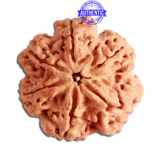 Load image into Gallery viewer, 6 Mukhi Rudraksha from Nepal - Bead No 312
