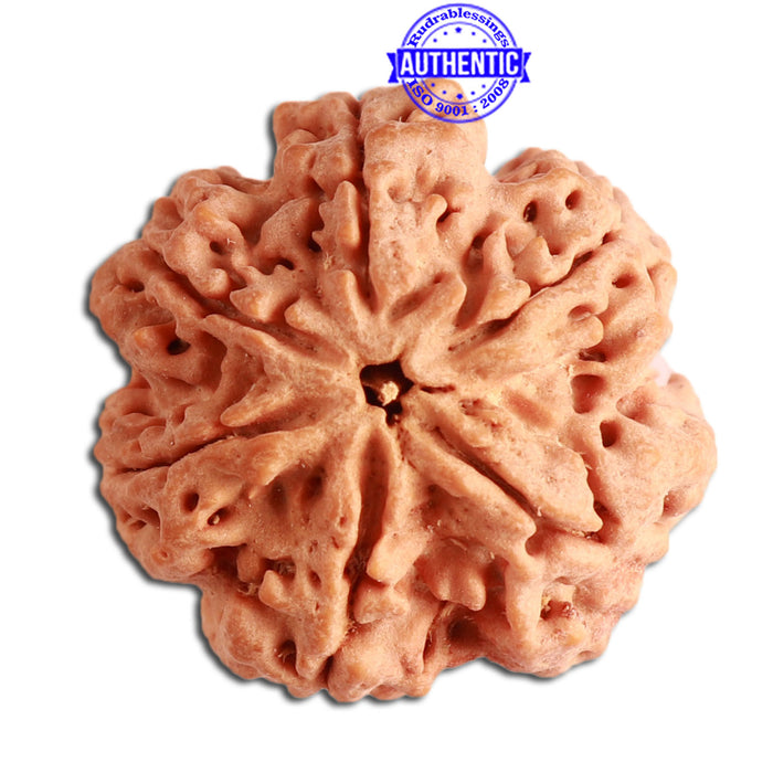 6 Mukhi Rudraksha from Nepal - Bead No 312
