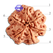 Load image into Gallery viewer, 6 Mukhi Rudraksha from Nepal - Bead No 312
