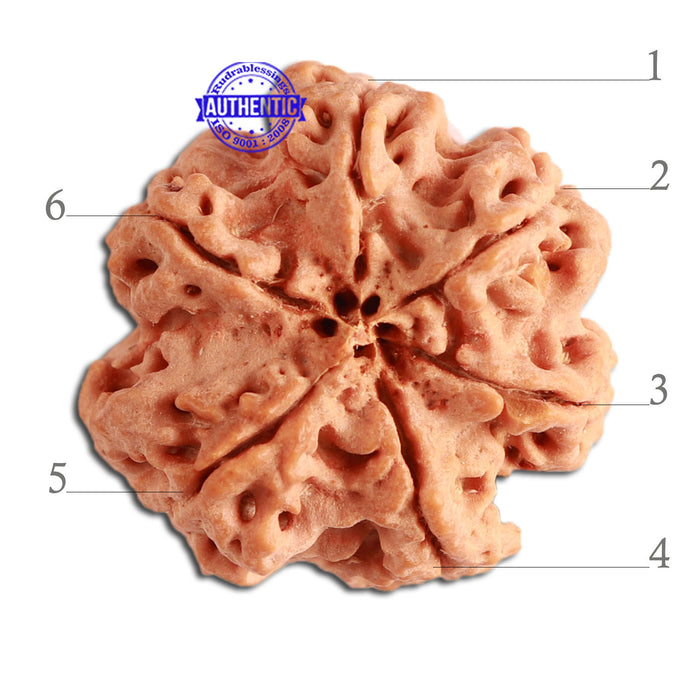 6 Mukhi Rudraksha from Nepal - Bead No 312