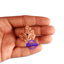 Load image into Gallery viewer, 6 Mukhi Rudraksha from Nepal - Bead No. 313
