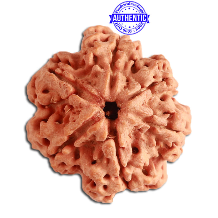 6 Mukhi Rudraksha from Nepal - Bead No. 313