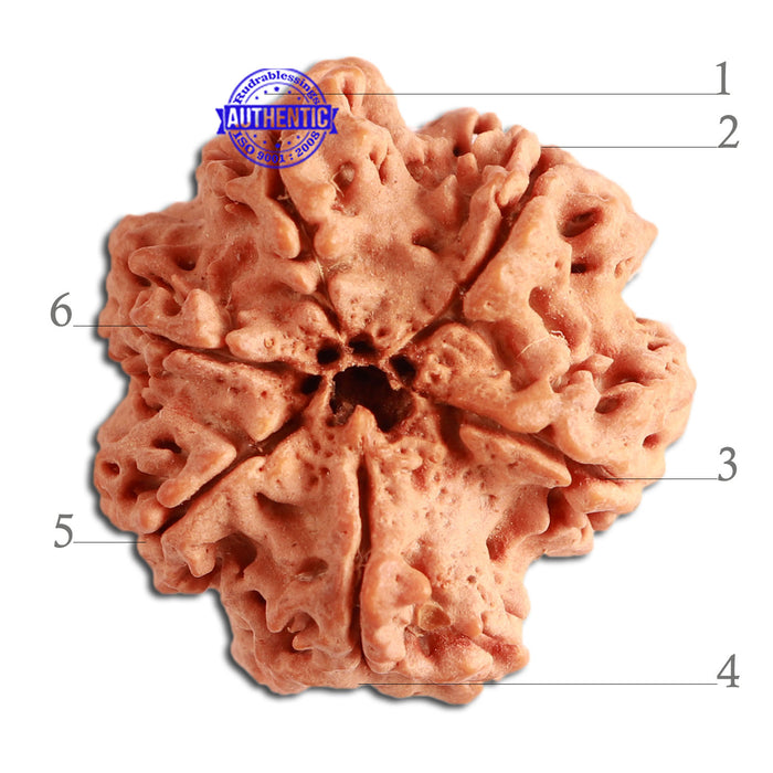 6 Mukhi Rudraksha from Nepal - Bead No. 313
