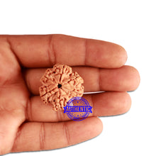 Load image into Gallery viewer, 6 Mukhi Rudraksha from Nepal - Bead No. 314

