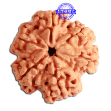 Load image into Gallery viewer, 6 Mukhi Rudraksha from Nepal - Bead No. 314
