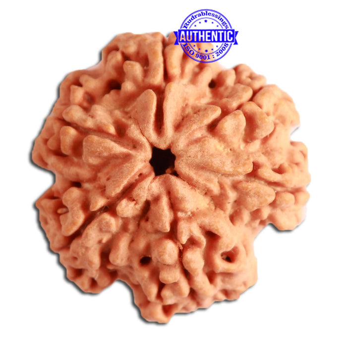 6 Mukhi Rudraksha from Nepal - Bead No. 314