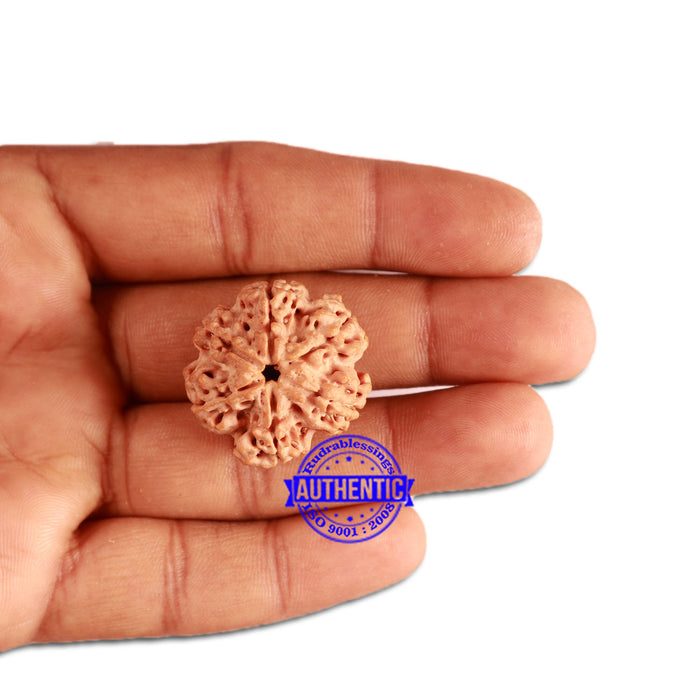 6 Mukhi Rudraksha from Nepal - Bead No. 315