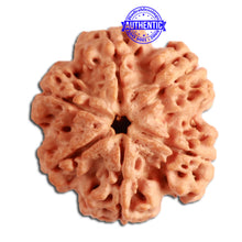 Load image into Gallery viewer, 6 Mukhi Rudraksha from Nepal - Bead No. 315
