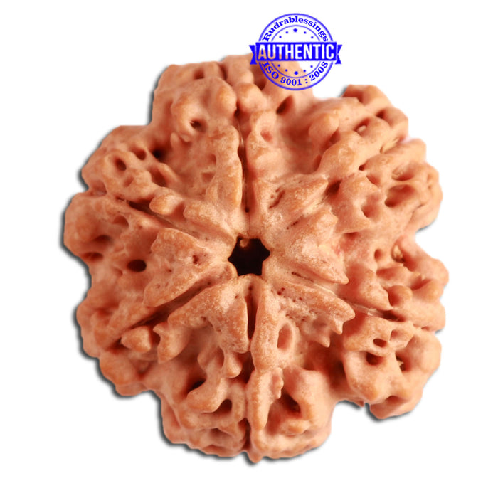 6 Mukhi Rudraksha from Nepal - Bead No. 315