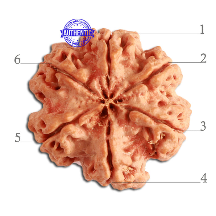 6 Mukhi Rudraksha from Nepal - Bead No. 315