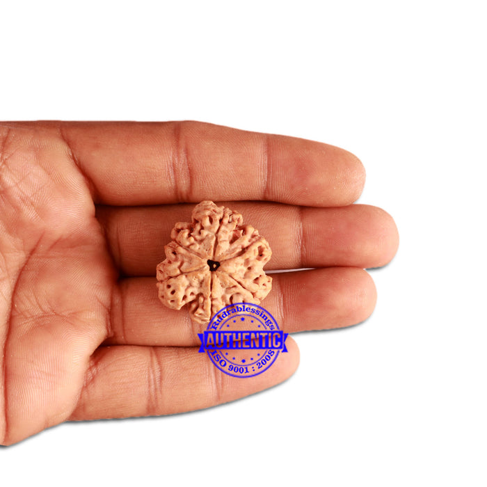 6 Mukhi Rudraksha from Nepal - Bead No. 316