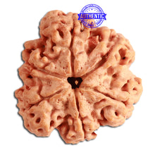 Load image into Gallery viewer, 6 Mukhi Rudraksha from Nepal - Bead No. 316
