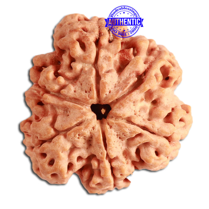 6 Mukhi Rudraksha from Nepal - Bead No. 316