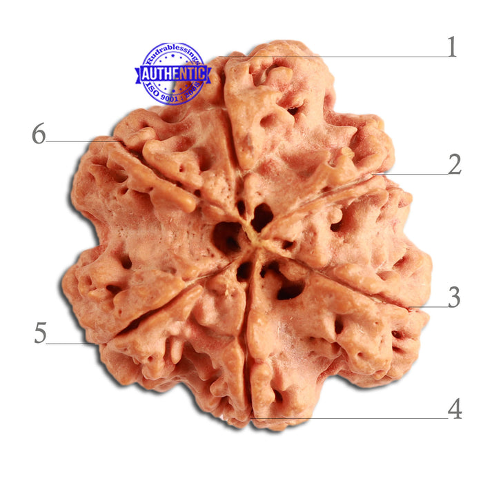 6 Mukhi Rudraksha from Nepal - Bead No. 316