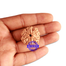 Load image into Gallery viewer, 6 Mukhi Rudraksha from Nepal - Bead No. 318
