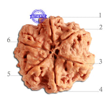 Load image into Gallery viewer, 6 Mukhi Rudraksha from Nepal - Bead No. 318
