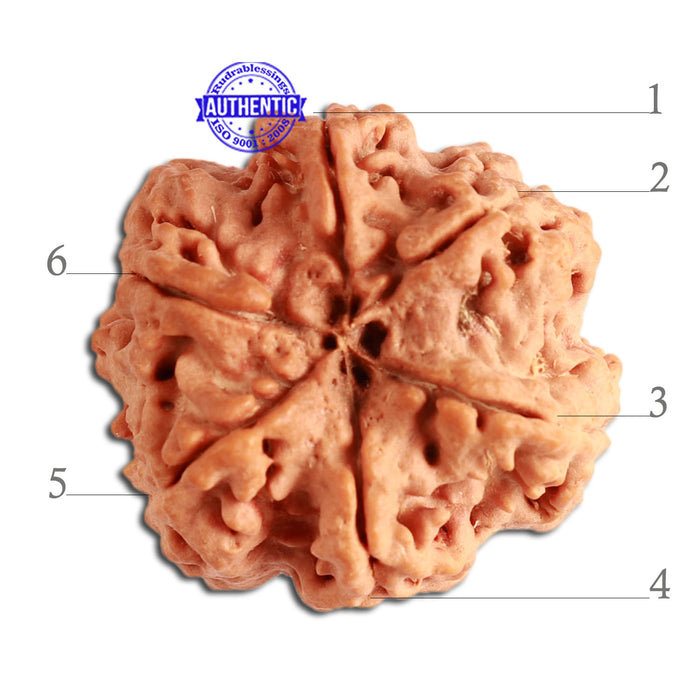 6 Mukhi Rudraksha from Nepal - Bead No. 318