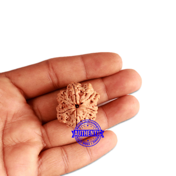 6 Mukhi Rudraksha from Nepal - Bead No. 320