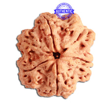 Load image into Gallery viewer, 6 Mukhi Rudraksha from Nepal - Bead No. 320
