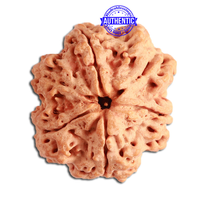6 Mukhi Rudraksha from Nepal - Bead No. 320