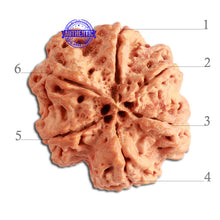 Load image into Gallery viewer, 6 Mukhi Rudraksha from Nepal - Bead No. 320
