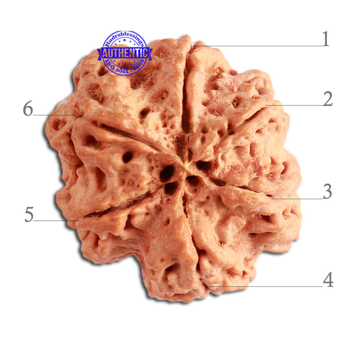 6 Mukhi Rudraksha from Nepal - Bead No. 320