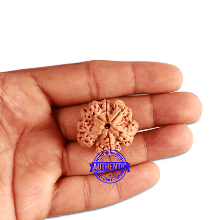 6 Mukhi Rudraksha from Nepal - Bead No. 321