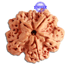 Load image into Gallery viewer, 6 Mukhi Rudraksha from Nepal - Bead No. 321
