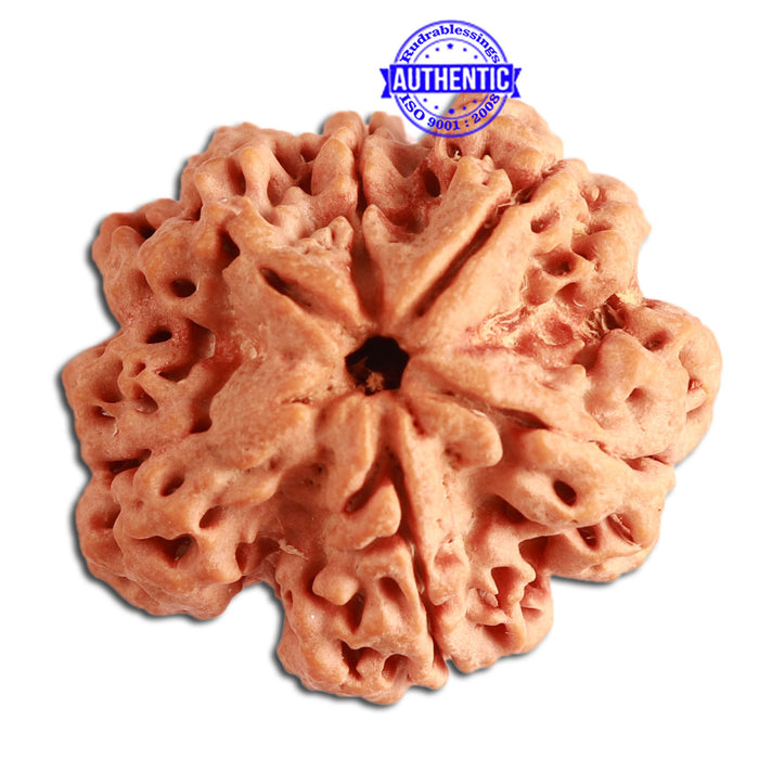 6 Mukhi Rudraksha from Nepal - Bead No. 321
