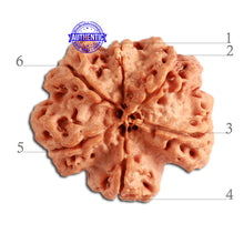 Load image into Gallery viewer, 6 Mukhi Rudraksha from Nepal - Bead No. 321
