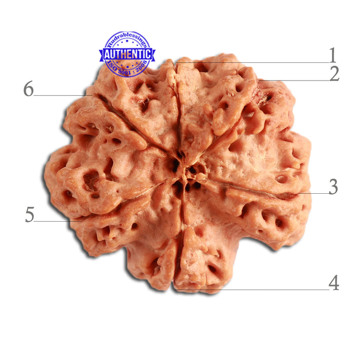 6 Mukhi Rudraksha from Nepal - Bead No. 321