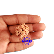 Load image into Gallery viewer, 6 Mukhi Rudraksha from Nepal - Bead No. 322
