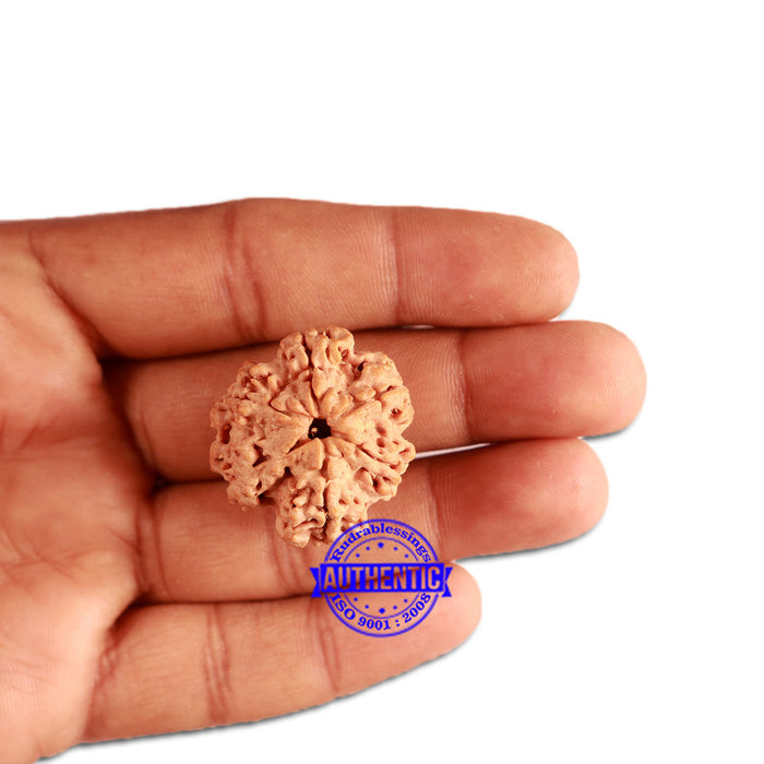 6 Mukhi Rudraksha from Nepal - Bead No. 322