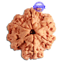 Load image into Gallery viewer, 6 Mukhi Rudraksha from Nepal - Bead No. 322
