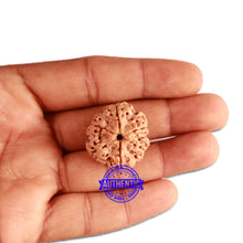 Load image into Gallery viewer, 6 Mukhi Rudraksha from Nepal - Bead No. 324
