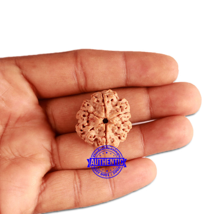 6 Mukhi Rudraksha from Nepal - Bead No. 324
