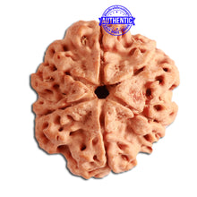 Load image into Gallery viewer, 6 Mukhi Rudraksha from Nepal - Bead No. 324
