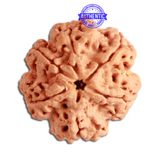 Load image into Gallery viewer, 6 Mukhi Rudraksha from Nepal - Bead No. 325
