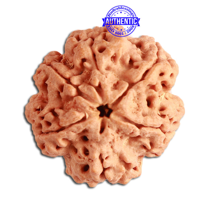 6 Mukhi Rudraksha from Nepal - Bead No. 325