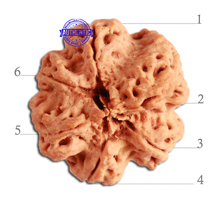6 Mukhi Rudraksha from Nepal - Bead No. 325
